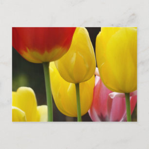 Tulip Flowers Garden postcards Bright Colourful