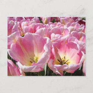 Tulip Flowers postcards Pink Tulips Garden Spring