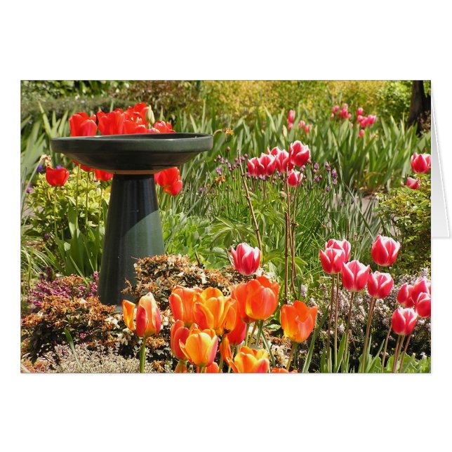 Tulip fountain card (Front Horizontal)