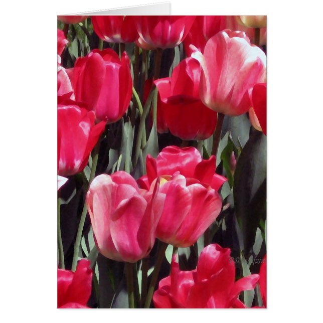 Tulip Garden (Front)