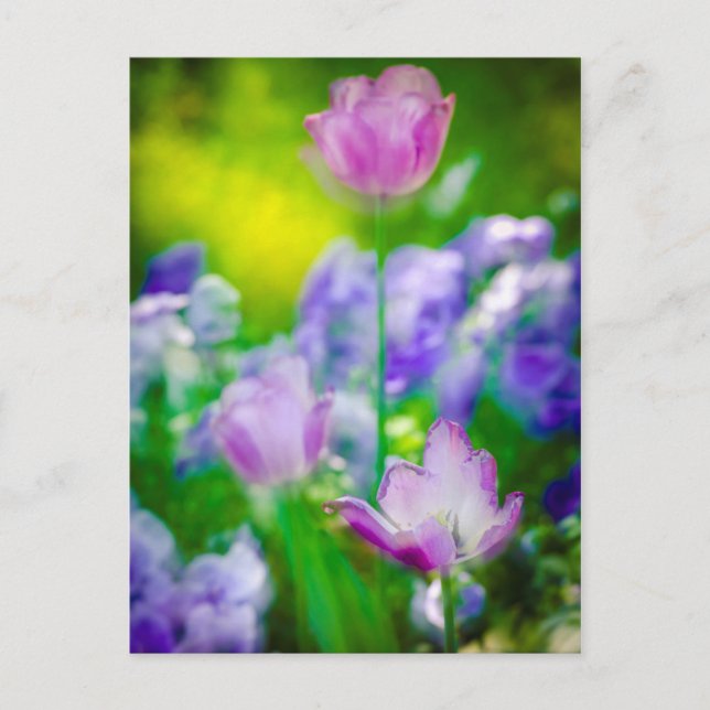 Tulip garden, Giverny, France Postcard (Front)