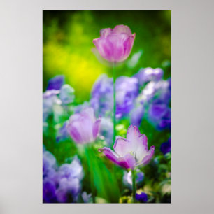 Tulip garden, Giverny, France Poster