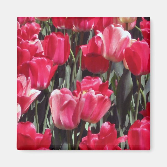 Tulip Garden Magnet (Front)