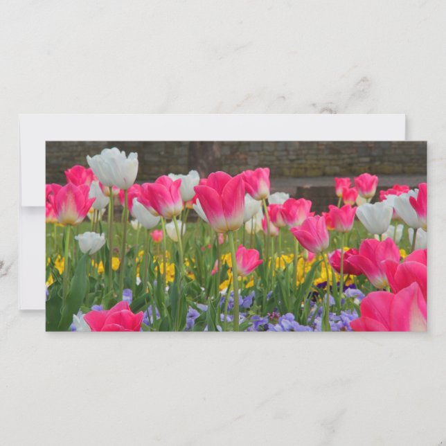 Tulip Garden Photocard (Front)
