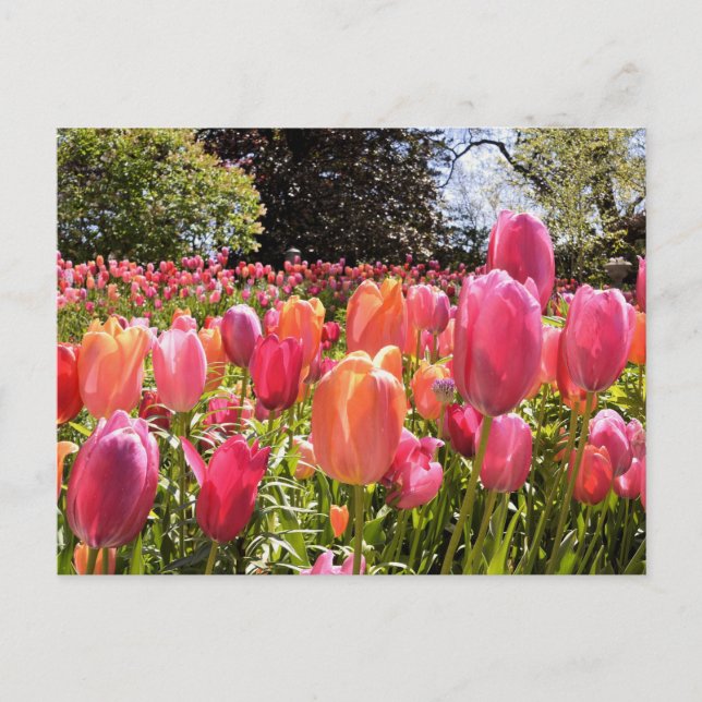 Tulip Garden Post Cards (Front)