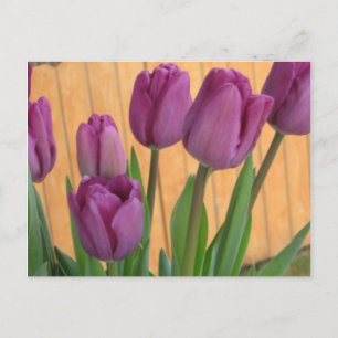 Tulip Garden Postcard