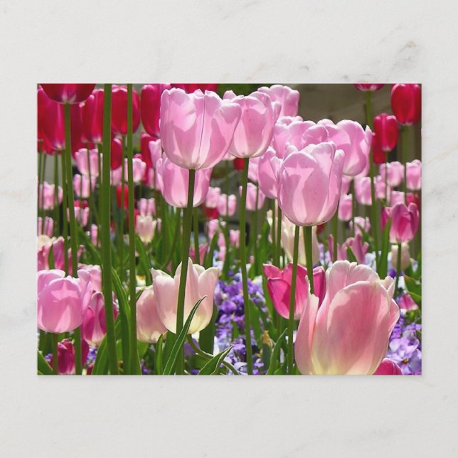 Tulip Garden Postcard (Front)