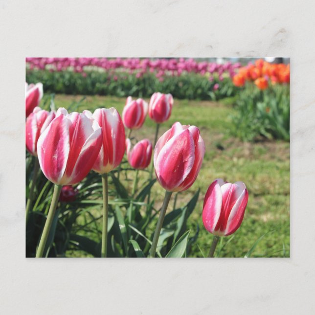 Tulip Garden postcard (Front)