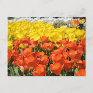 Tulip garden postcard