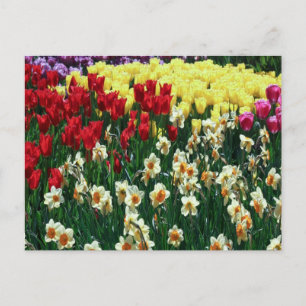 Tulip Garden Postcard