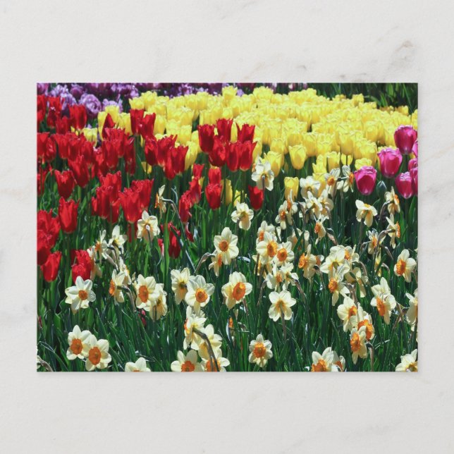 Tulip Garden Postcard (Front)