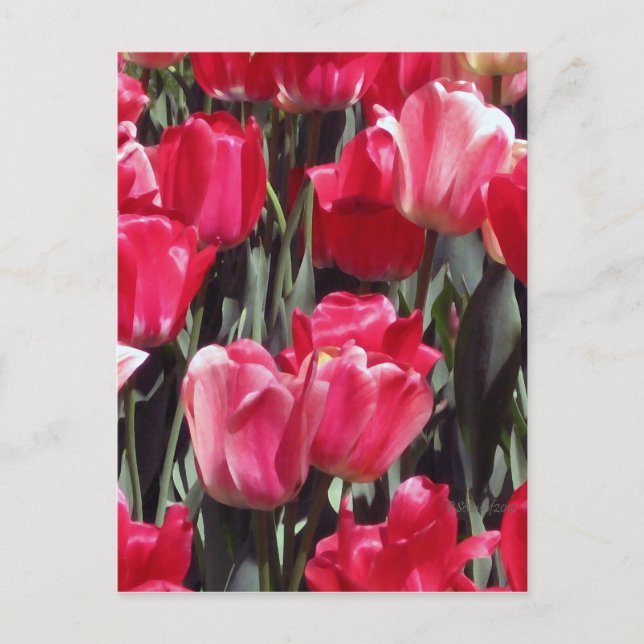 Tulip Garden Postcard (Front)