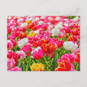 Tulip Garden Postcard