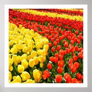 Tulip garden poster