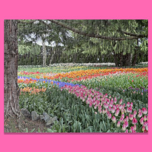 Tulip Garden Puzzle Skagit Valley Washington