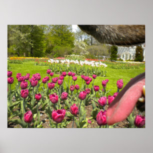 Tulip Garden Through The Dog's Mouth Poster