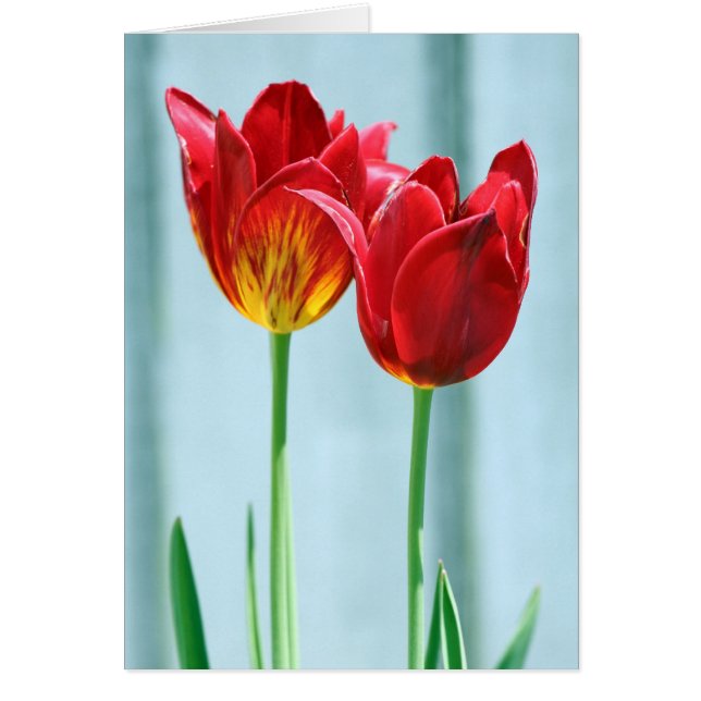 Tulip Greeting Card (Front)
