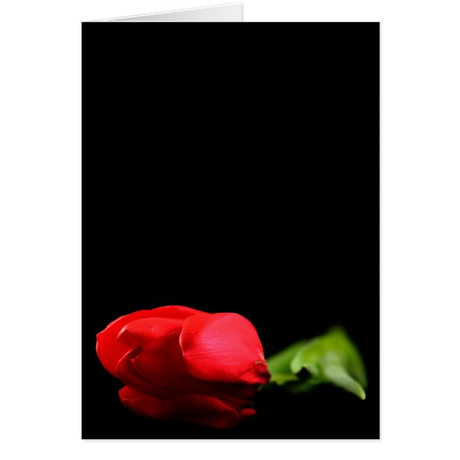 Tulip Greetnig Card (Front)