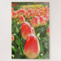 Tulip Heaven