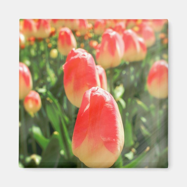 Tulip Heaven Magnet (Front)