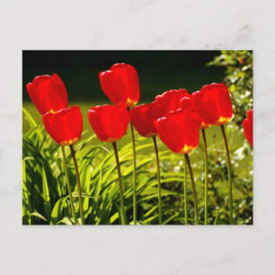 tulip impressions postcard