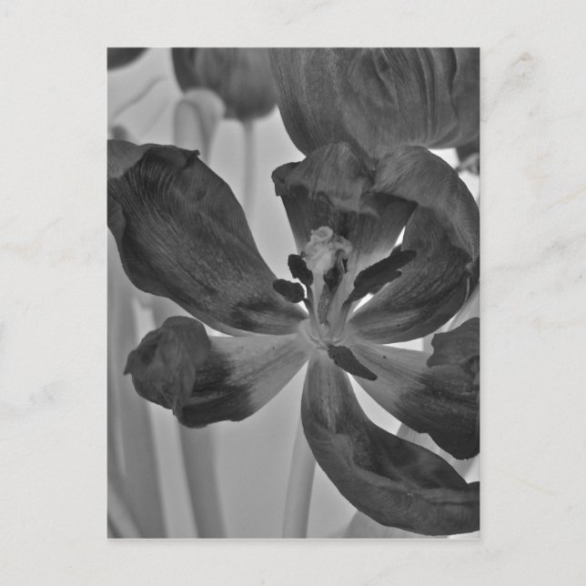 Tulip in Black and White Postcard (Front)