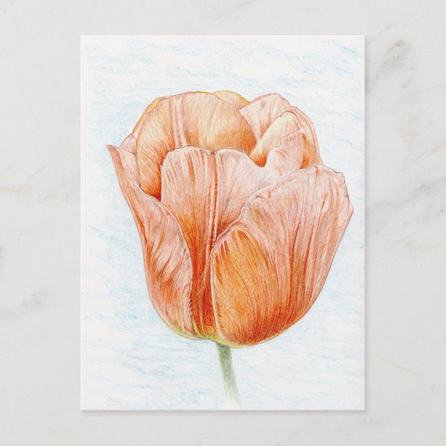 Tulip in Peach Colour Postcard (Front)