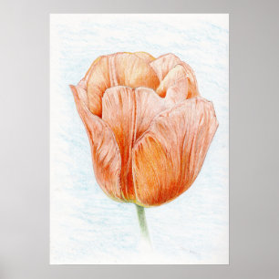 Tulip in Peach Poster
