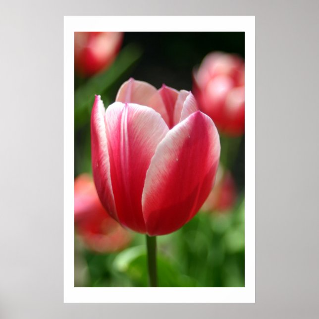 Tulip in spring poster (Front)