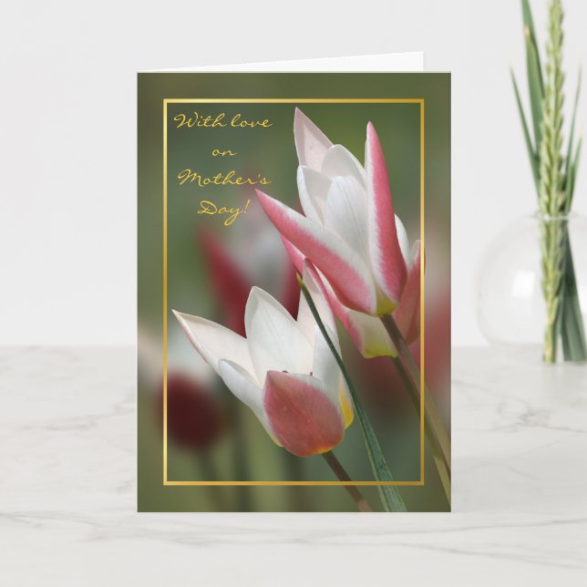 tulip Lady Jane Mothers day Card (Front)