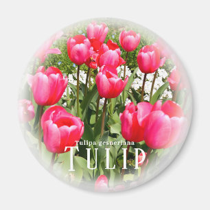 Tulip Magnet