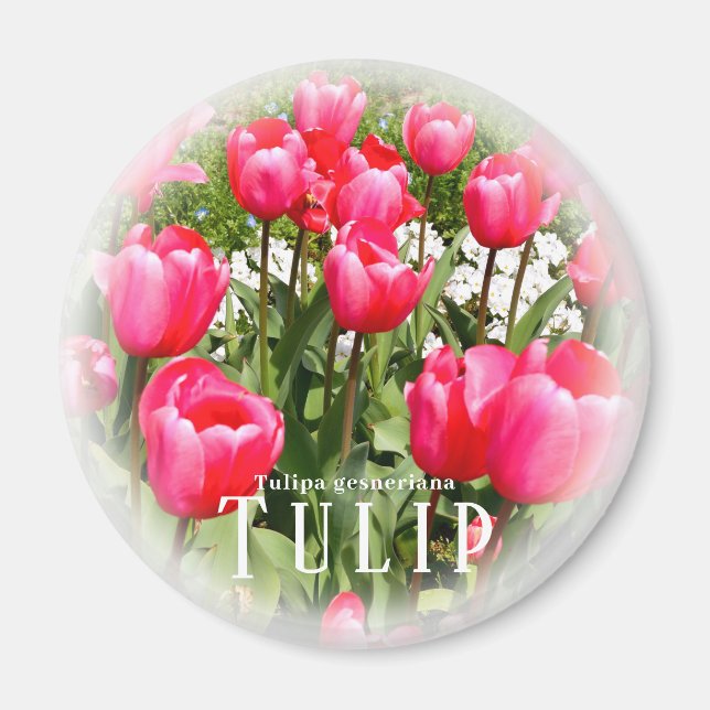 Tulip Magnet (Front)