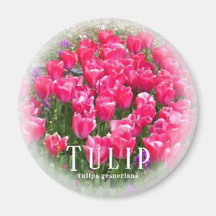 Tulip Magnet