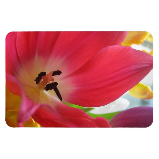 Tulip Magnet (Horizontal)