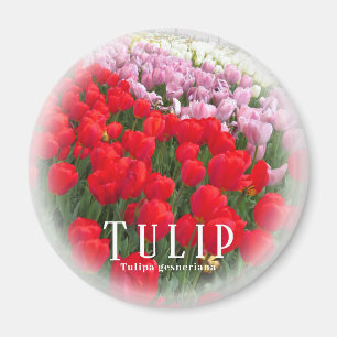 Tulip Magnet