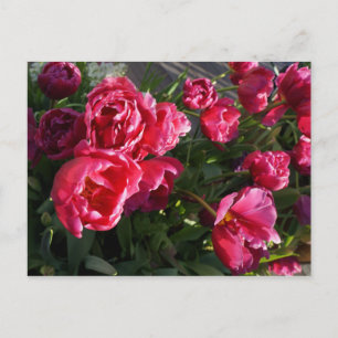 Tulip Margarita Postcard