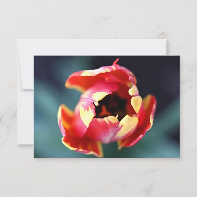Tulip Notecard (Front)