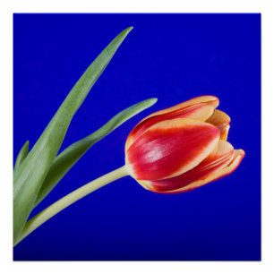 Tulip on blue background poster