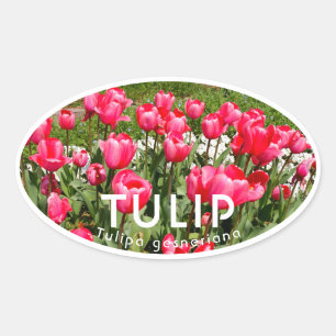 Tulip Oval Sticker