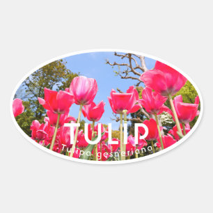 Tulip Oval Sticker