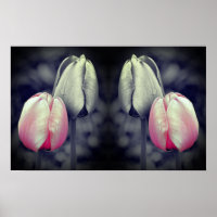 Tulip Pair Black And White Partial Colour