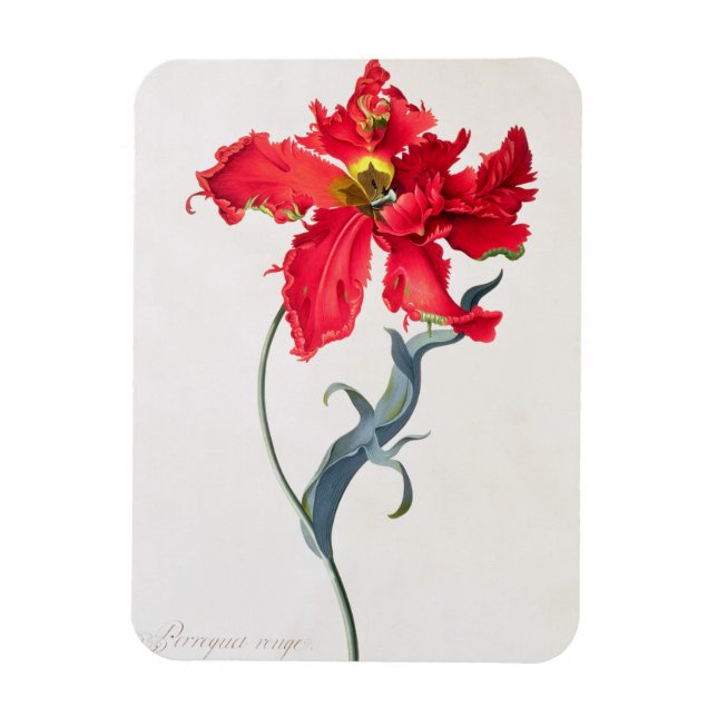 Tulip: Perroquet Rouge Magnet (Vertical)