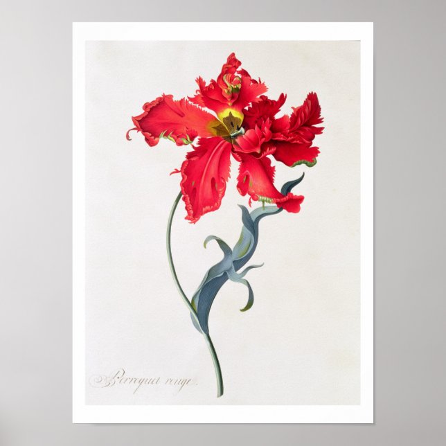 Tulip: Perroquet Rouge Poster (Front)