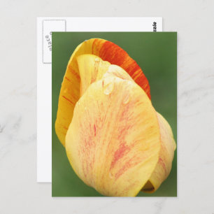 Tulip Petals Flower Photography Personalized Postcard