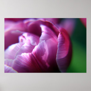 Tulip Petals Poster