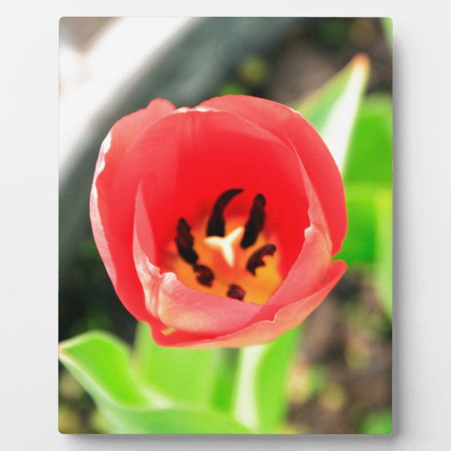Tulip Plaque (Front)