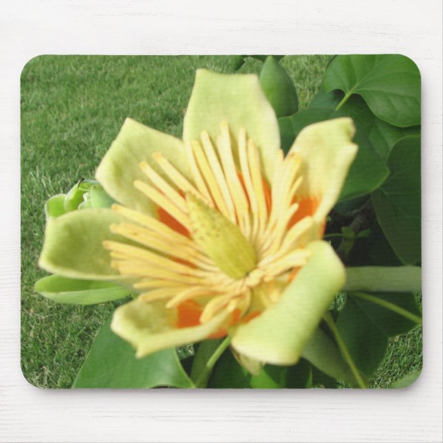 Tulip Poplar Bloom Mouse Mat (Front)