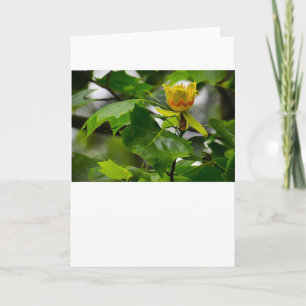 Tulip Poplar Blossom, card