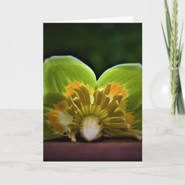 Tulip Poplar Blossom, card (Front)