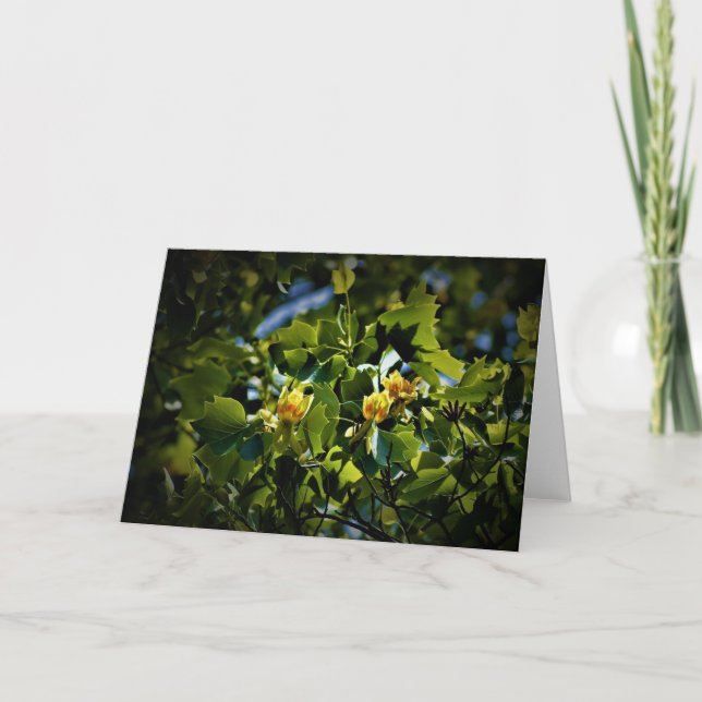 Tulip Poplar Blossom, card (Front)